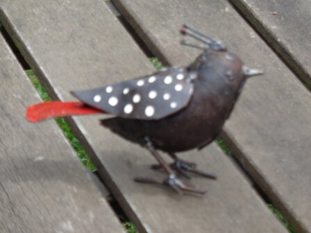 Vogeltje met kuif