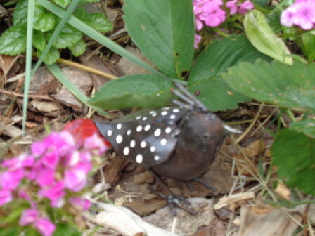 Vogeltje met kuif