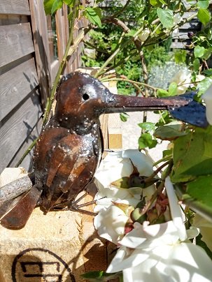 ijsvogel zimbabwe
