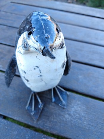 Pinguin klein